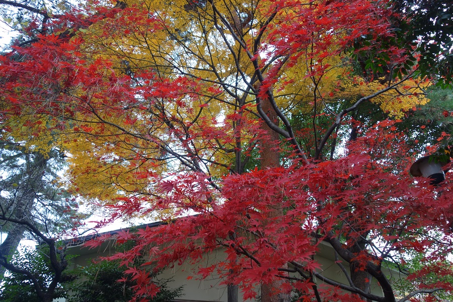 境内の紅葉2017.12.1
