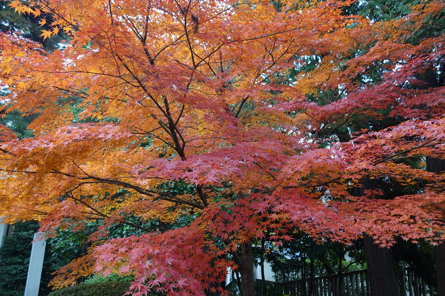 境内の紅葉2017.12.1